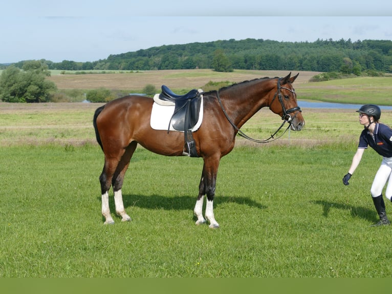 Belgisches Warmblut Stute 11 Jahre 167 cm Brauner in Ganschow
