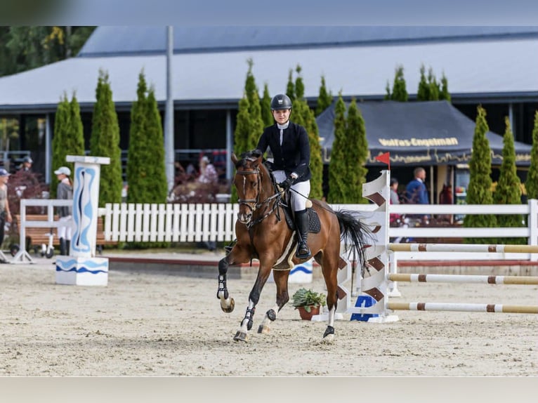 Belgisches Warmblut Stute 11 Jahre 167 cm Brauner in Ganschow