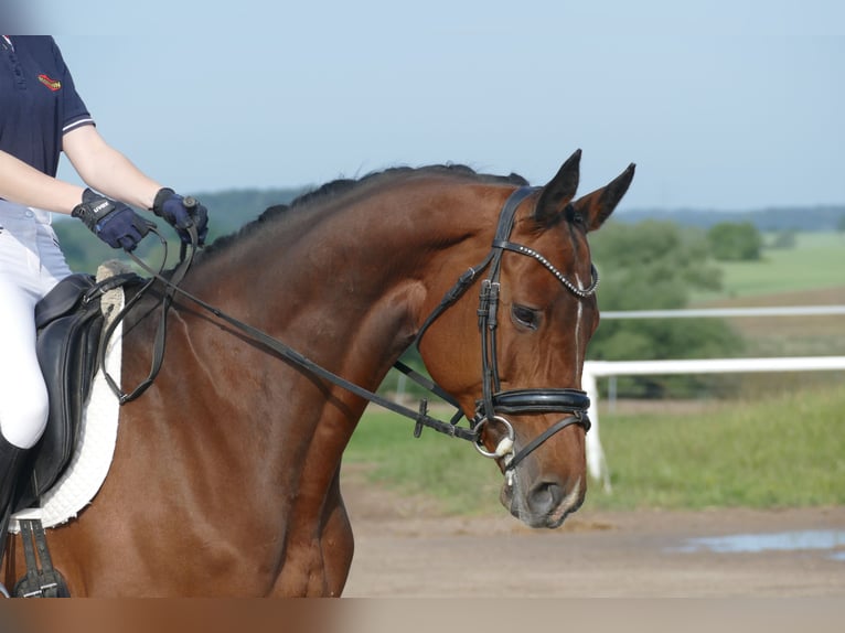 Belgisches Warmblut Stute 11 Jahre 167 cm Brauner in Ganschow