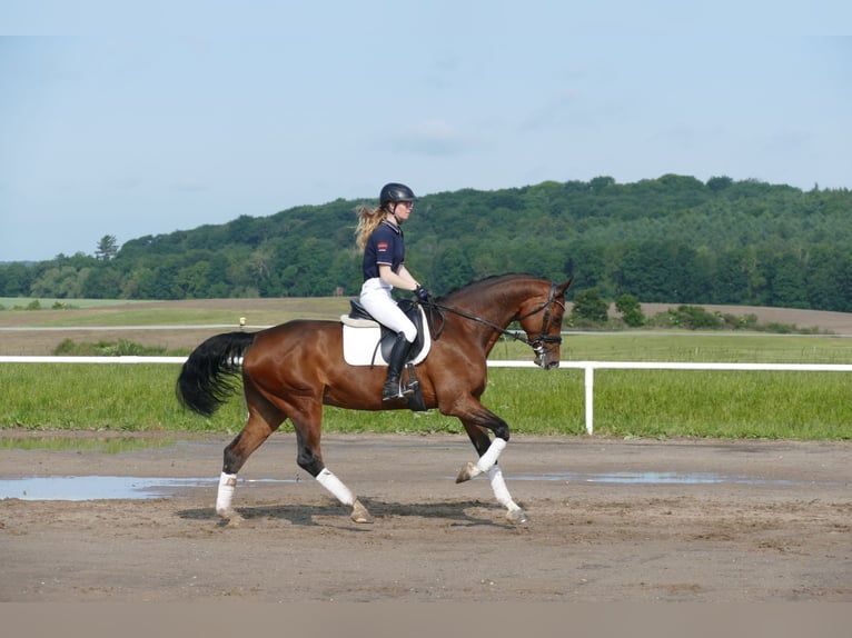 Belgisches Warmblut Stute 11 Jahre 167 cm Brauner in Ganschow
