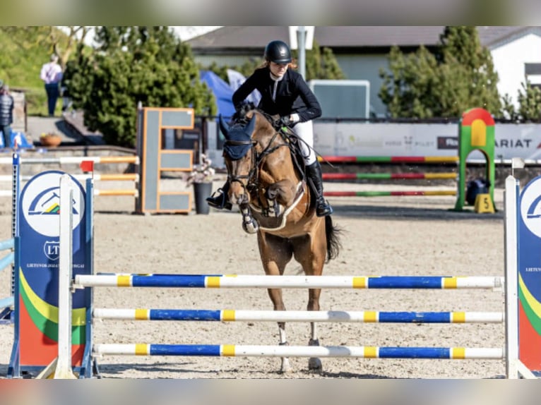 Belgisches Warmblut Stute 11 Jahre 167 cm Brauner in Ganschow