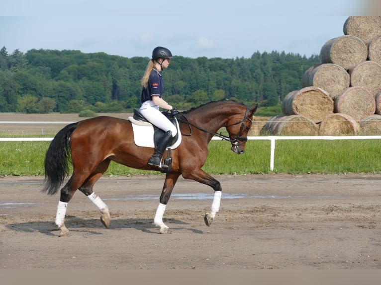 Belgisches Warmblut Stute 11 Jahre 167 cm Brauner in Ganschow