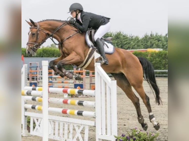Belgisches Warmblut Stute 11 Jahre 167 cm Brauner in Peer