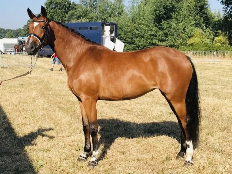 Belgisches Warmblut Stute 11 Jahre 167 cm Brauner in Peer