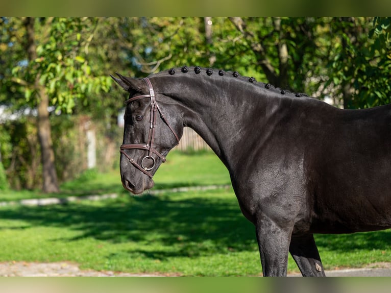 Belgisches Warmblut Stute 11 Jahre 168 cm Dunkelbrauner in GROTE-BROGEL