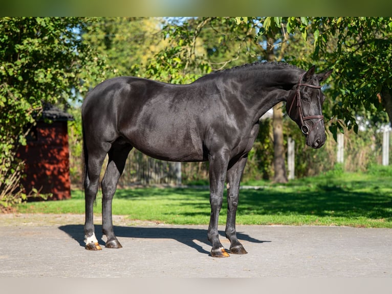 Belgisches Warmblut Stute 11 Jahre 168 cm Dunkelbrauner in GROTE-BROGEL