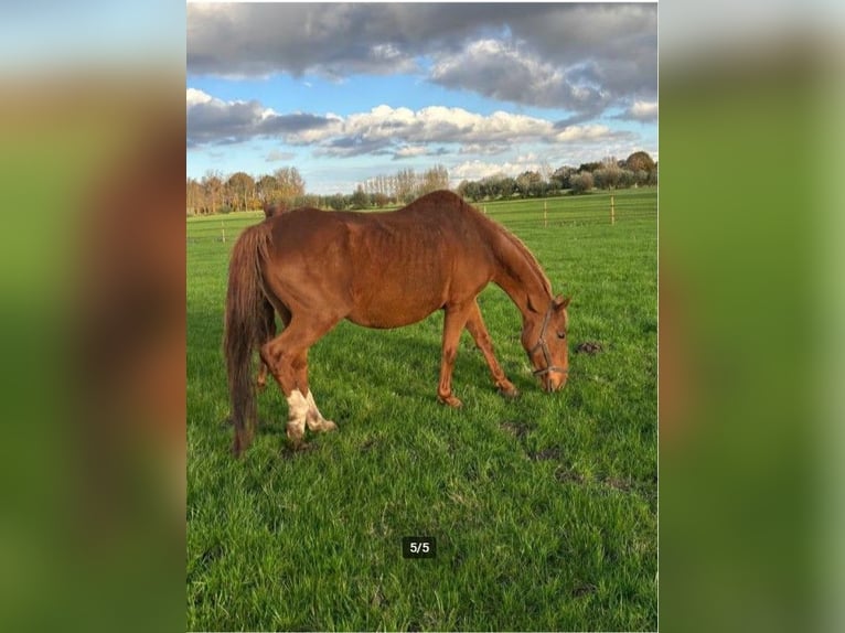 Belgisches Warmblut Stute 11 Jahre 168 cm Fuchs in Bocholt