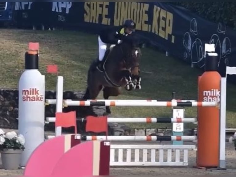 Belgisches Warmblut Stute 11 Jahre 171 cm in Milano