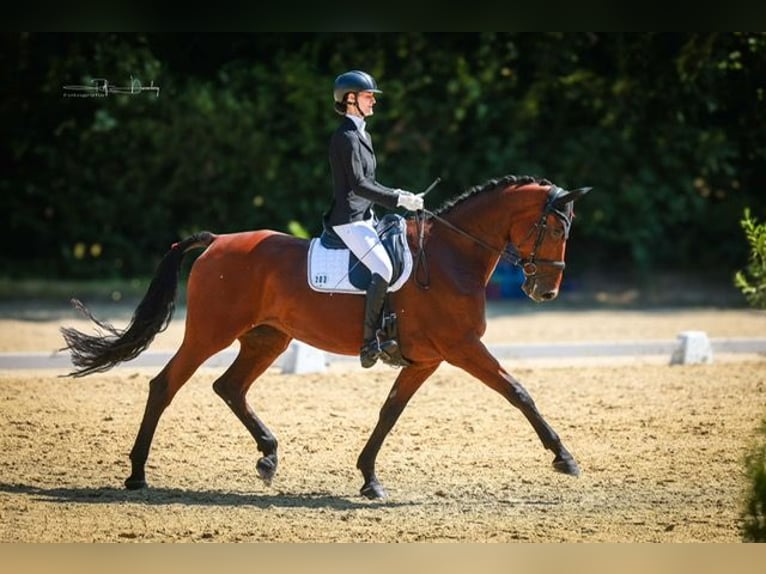 Belgisches Warmblut Stute 11 Jahre 173 cm Brauner in Wilnsdorf