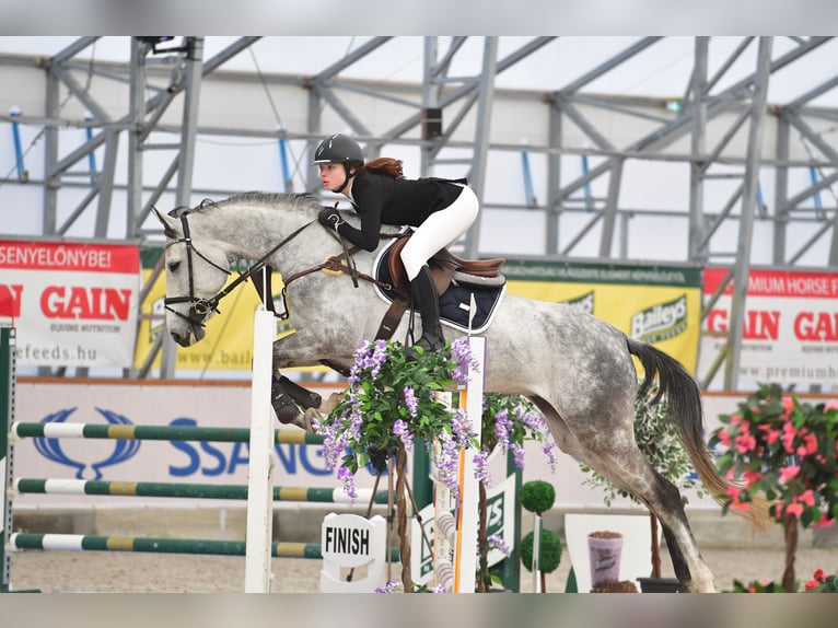 Belgisches Warmblut Stute 11 Jahre 173 cm Schimmel in Szigetszentmárton