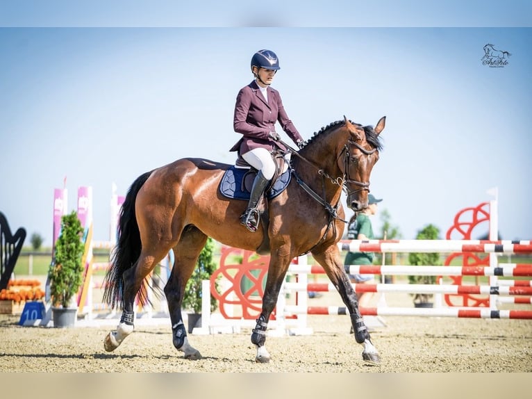 Belgisches Warmblut Stute 11 Jahre 175 cm Brauner in Buk