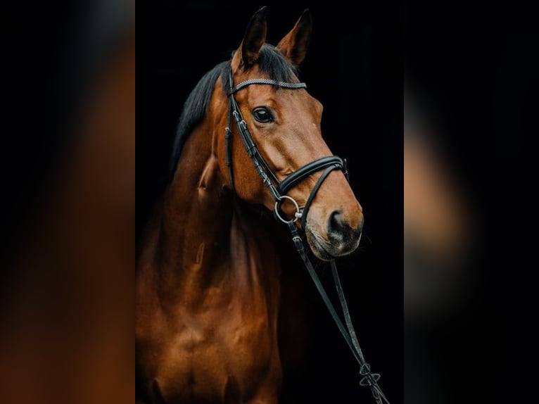 Belgisches Warmblut Stute 11 Jahre Brauner in Wilnsdorf