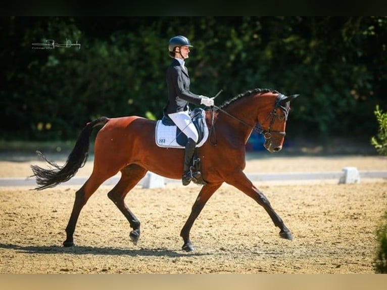 Belgisches Warmblut Stute 11 Jahre Brauner in Wilnsdorf