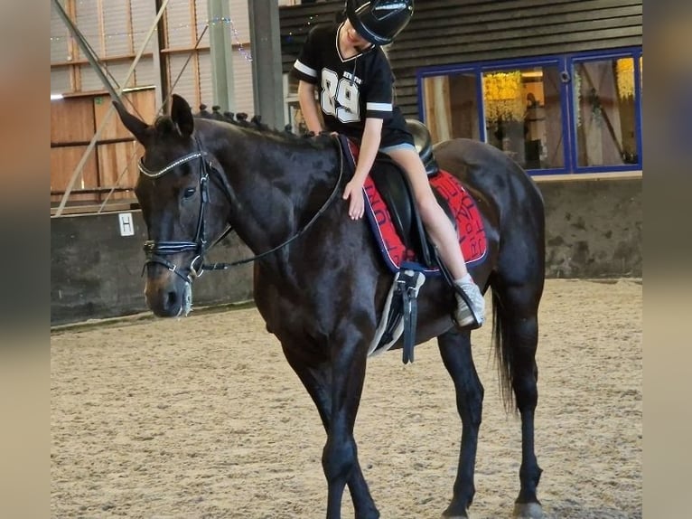 Belgisches Warmblut Mix Stute 12 Jahre 161 cm Rappe in Kaldenkirchen