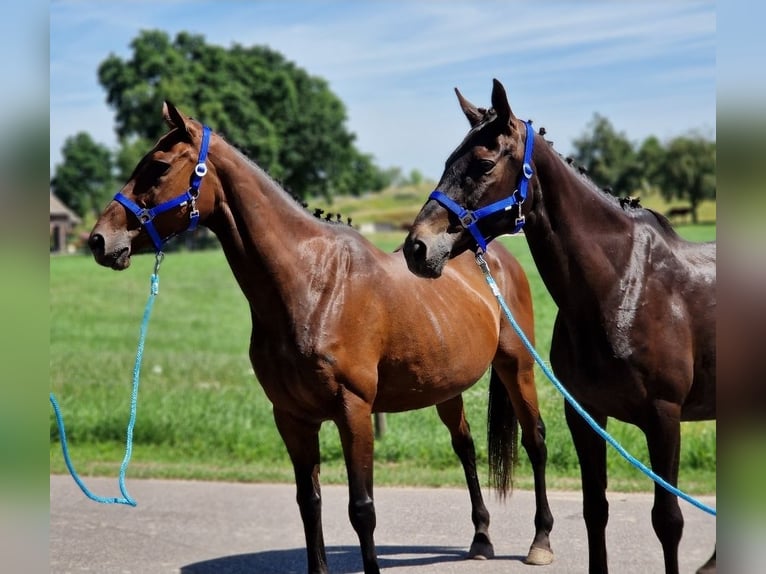 Belgisches Warmblut Mix Stute 12 Jahre 161 cm Rappe in Kaldenkirchen