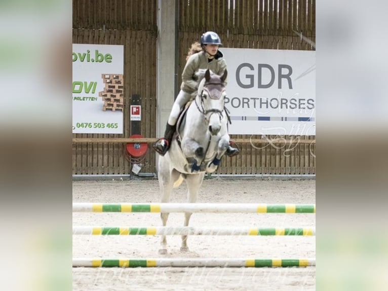 Belgisches Warmblut Stute 12 Jahre 164 cm Schimmel in Hannut