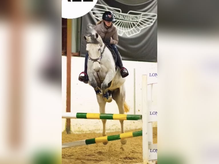 Belgisches Warmblut Stute 12 Jahre 164 cm Schimmel in Hannut