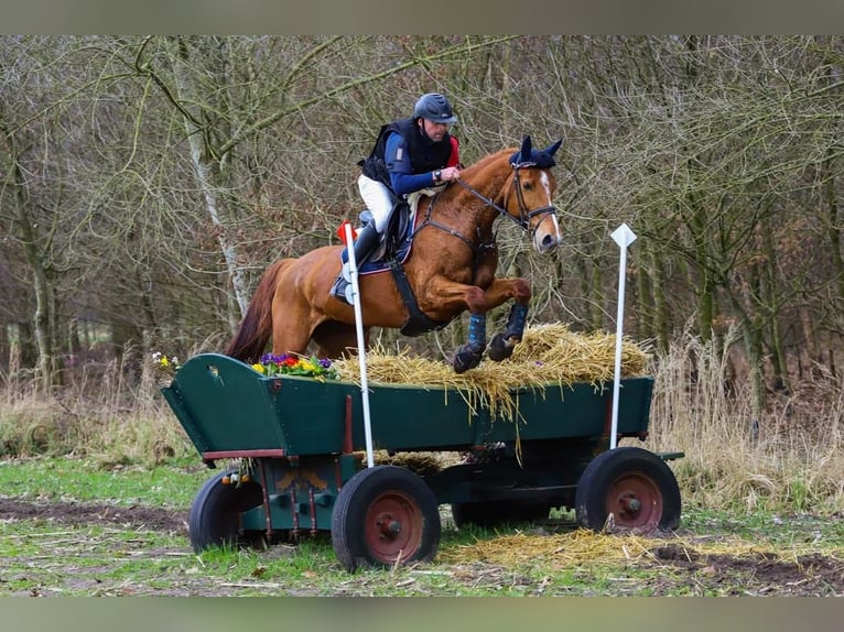 Belgisches Warmblut Stute 12 Jahre 165 cm Fuchs in Lede