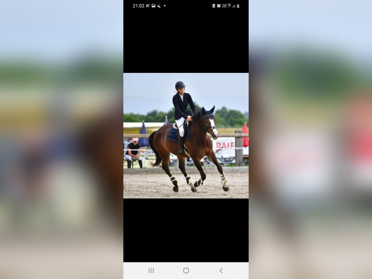 Belgisches Warmblut Stute 12 Jahre 166 cm Dunkelbrauner in Münsingen