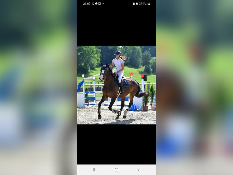 Belgisches Warmblut Stute 12 Jahre 166 cm Dunkelbrauner in Münsingen