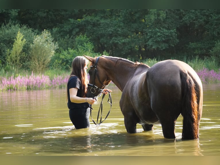 Belgisches Warmblut Stute 12 Jahre 168 cm Dunkelfuchs in Nettersheim