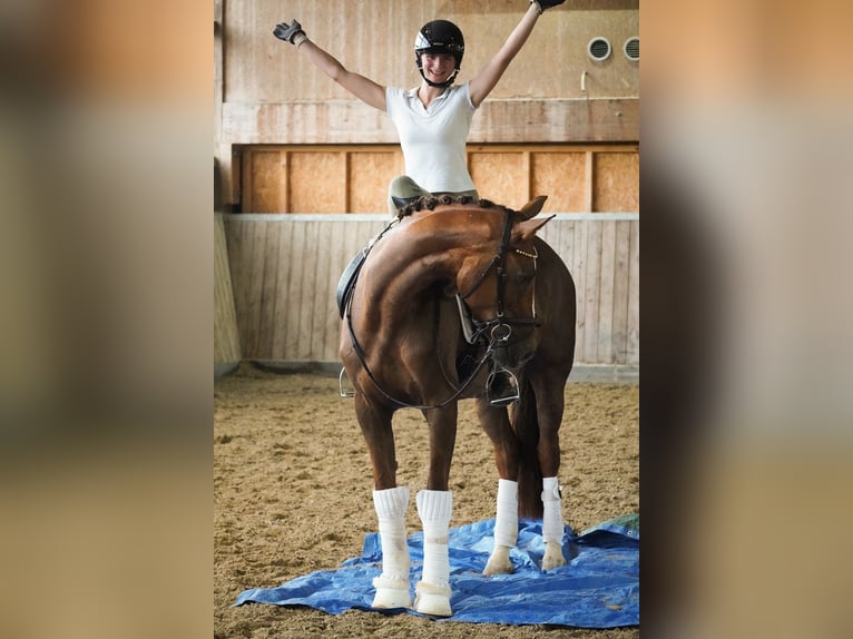 Belgisches Warmblut Stute 12 Jahre 168 cm Dunkelfuchs in Nettersheim