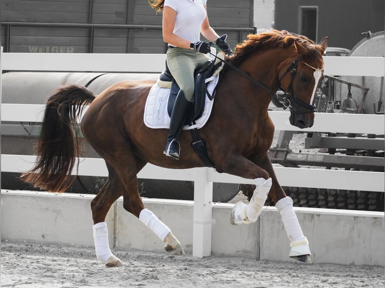 Belgisches Warmblut Stute 12 Jahre 168 cm Dunkelfuchs in Nettersheim