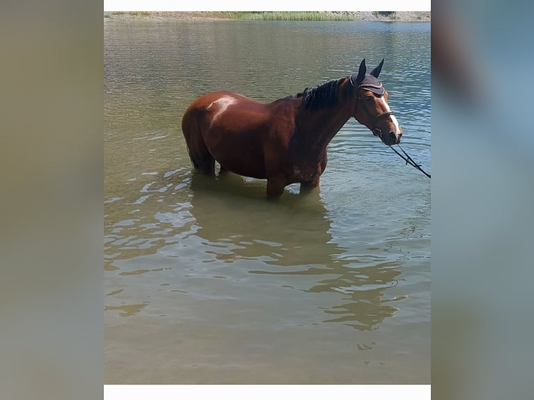 Belgisches Warmblut Stute 12 Jahre 170 cm Brauner in Ried-Brig