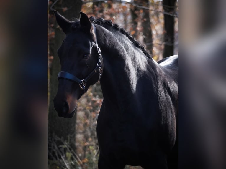 Belgisches Warmblut Stute 12 Jahre 170 cm Schwarzbrauner in Nettersheim