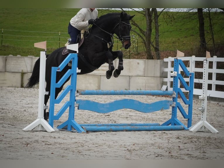 Belgisches Warmblut Stute 12 Jahre 170 cm Schwarzbrauner in Nettersheim