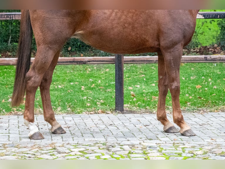 Belgisches Warmblut Stute 12 Jahre 173 cm Fuchs in Kaulille