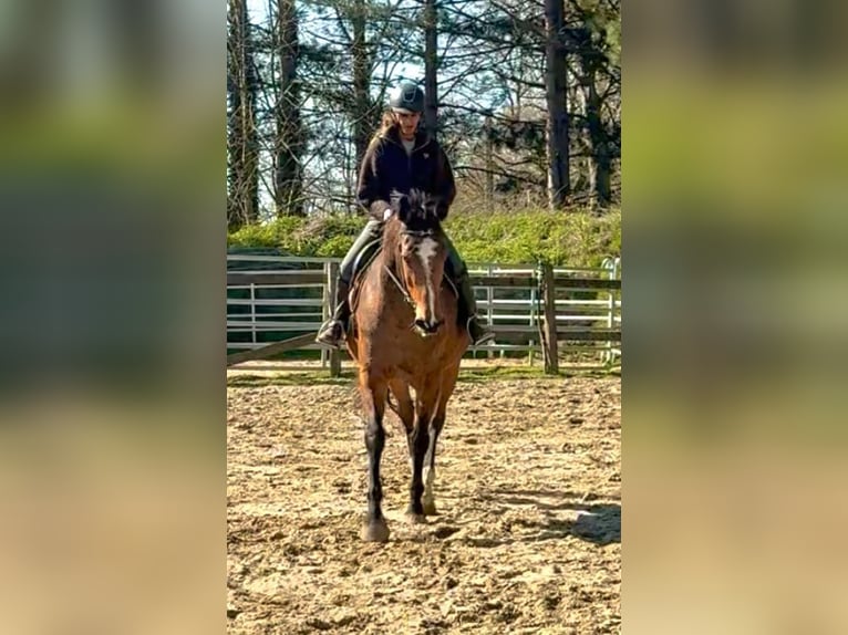 Belgisches Warmblut Stute 12 Jahre 175 cm Brauner in Bornem