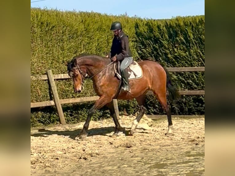 Belgisches Warmblut Stute 12 Jahre 175 cm Brauner in Bornem