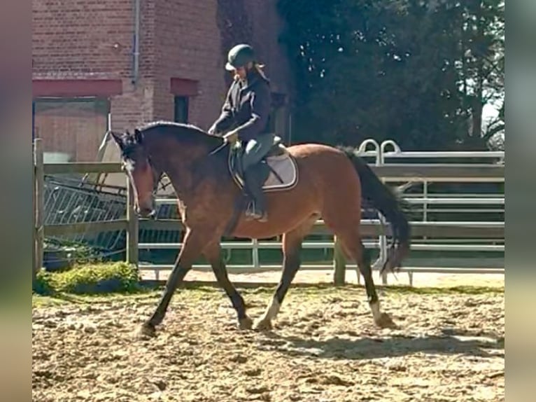 Belgisches Warmblut Stute 12 Jahre 175 cm Brauner in Bornem