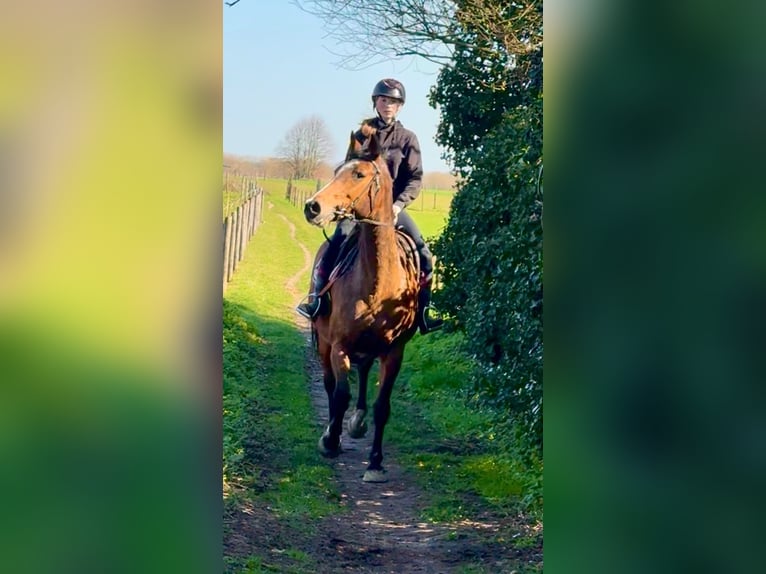 Belgisches Warmblut Stute 12 Jahre 175 cm Brauner in Bornem