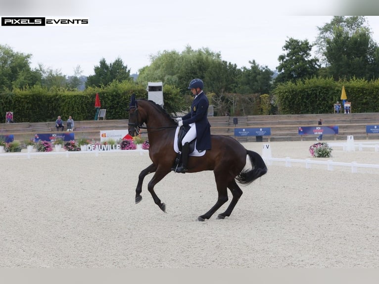 Belgisches Warmblut Stute 12 Jahre 175 cm Schwarzbrauner in Duffel