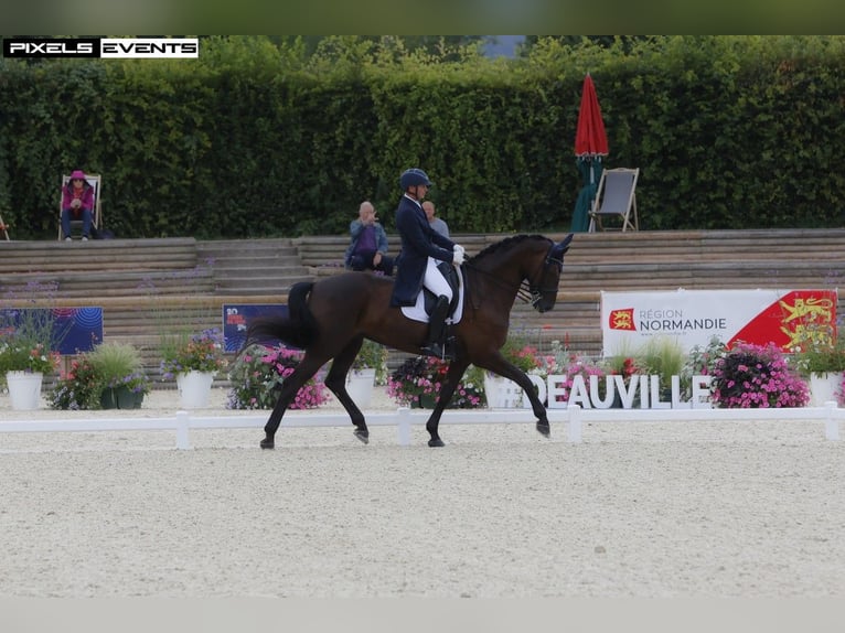 Belgisches Warmblut Stute 12 Jahre 175 cm Schwarzbrauner in Duffel