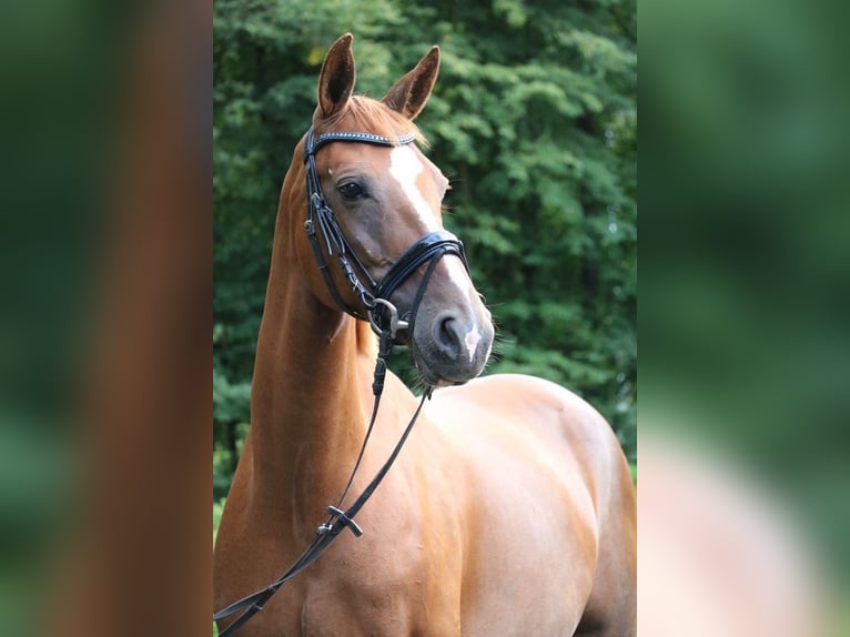 Belgisches Warmblut Stute 13 Jahre 162 cm Fuchs in Niederkassel