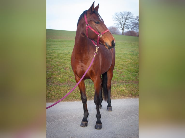 Belgisches Warmblut Stute 13 Jahre 168 cm Brauner in Alterswil FR