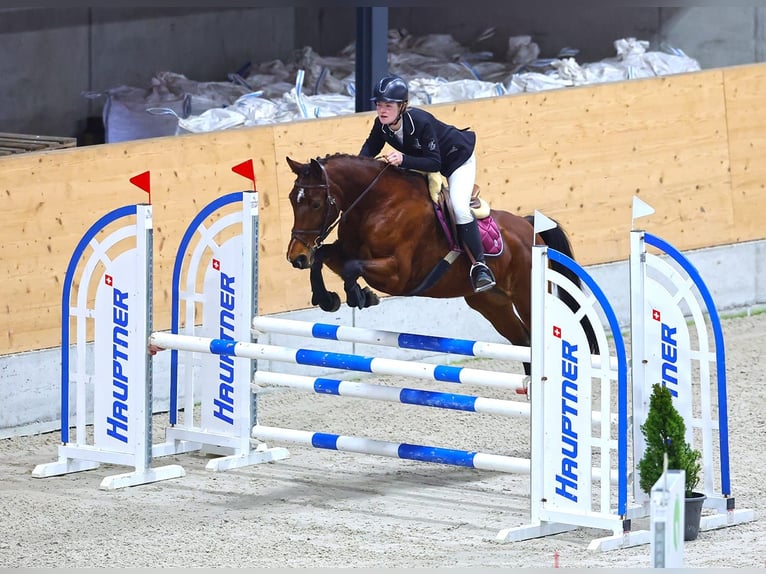 Belgisches Warmblut Stute 13 Jahre 168 cm Brauner in Alterswil FR