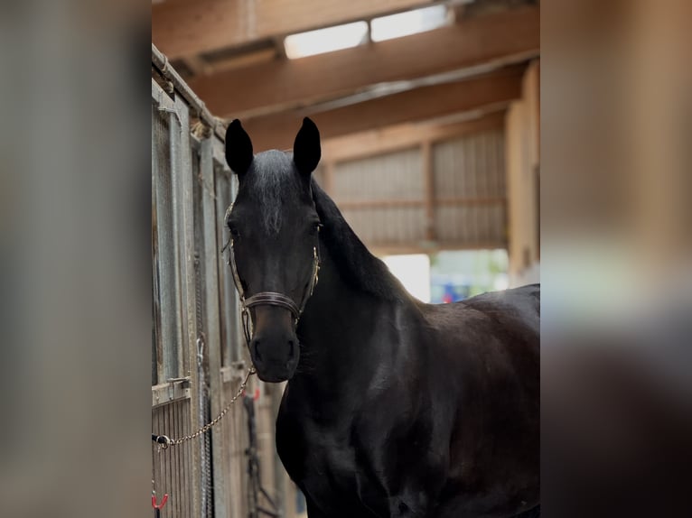 Belgisches Warmblut Stute 13 Jahre 168 cm Schwarzbrauner in Lörrach