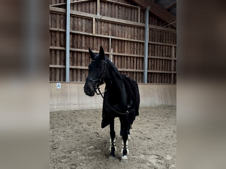 Belgisches Warmblut Stute 13 Jahre 168 cm Schwarzbrauner in Lörrach