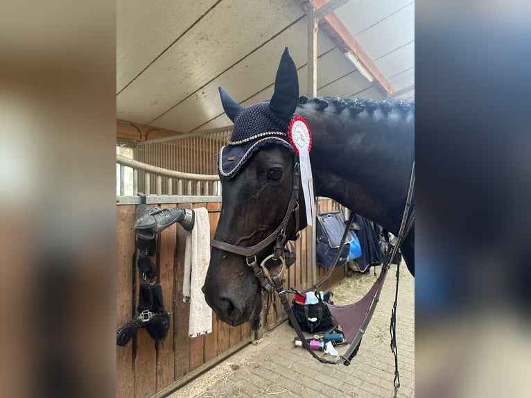 Belgisches Warmblut Stute 13 Jahre 168 cm Schwarzbrauner in Lörrach