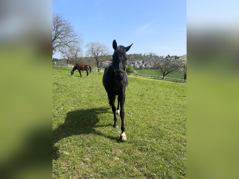 Belgisches Warmblut Stute 13 Jahre 168 cm Schwarzbrauner in Lörrach