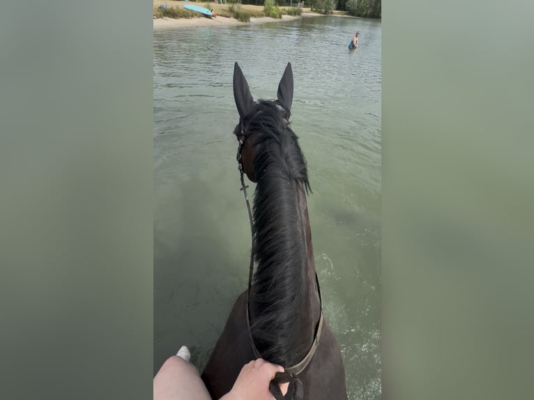 Belgisches Warmblut Stute 13 Jahre 168 cm Schwarzbrauner in Lörrach