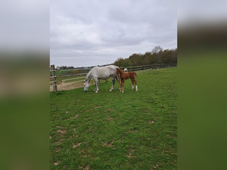 Belgisches Warmblut Stute 13 Jahre 173 cm Schimmel in Bois de Halleux 861  Charneux