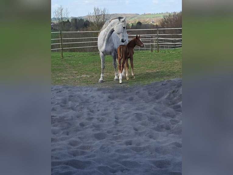 Belgisches Warmblut Stute 13 Jahre 173 cm Schimmel in Bois de Halleux 861  Charneux
