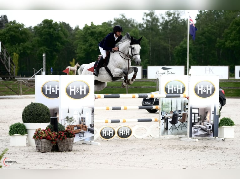 Belgisches Warmblut Stute 13 Jahre 176 cm Fliegenschimmel in München