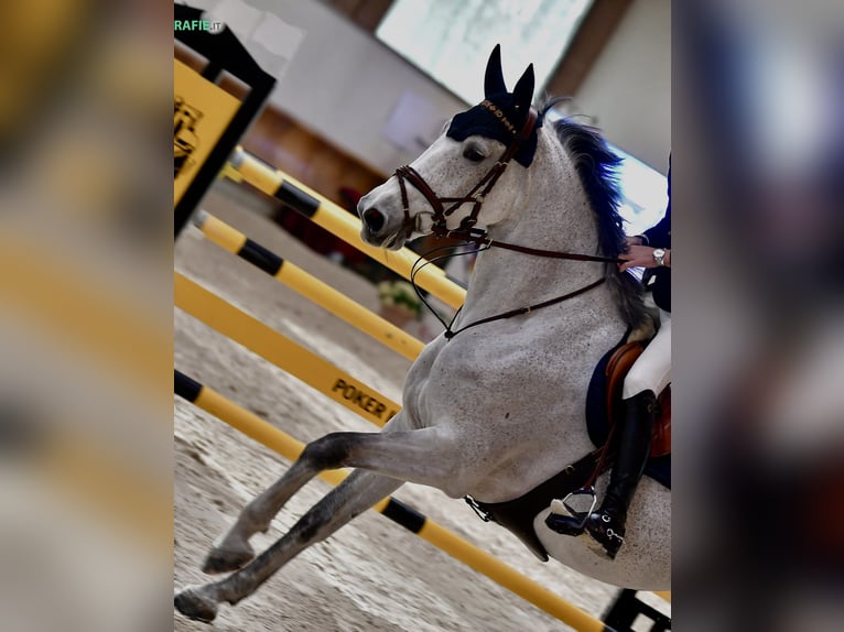Belgisches Warmblut Stute 13 Jahre 176 cm Fliegenschimmel in München