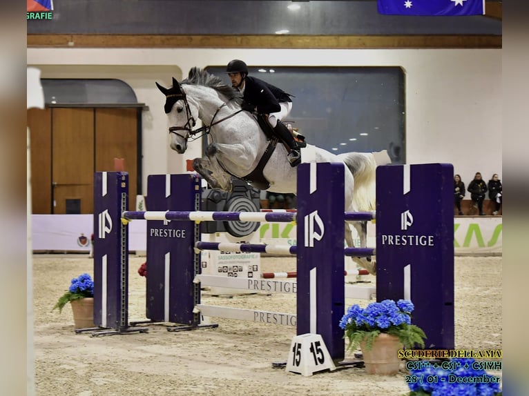 Belgisches Warmblut Stute 13 Jahre 176 cm Fliegenschimmel in München
